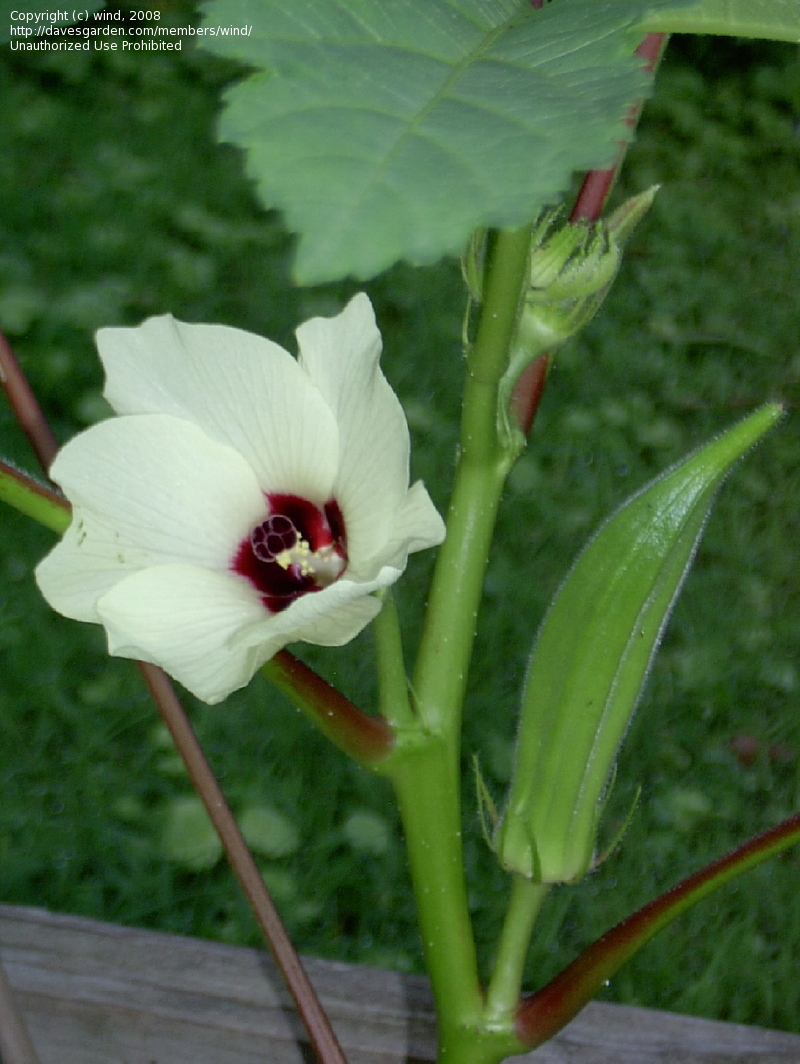 Abelmoschus esculentus Moench